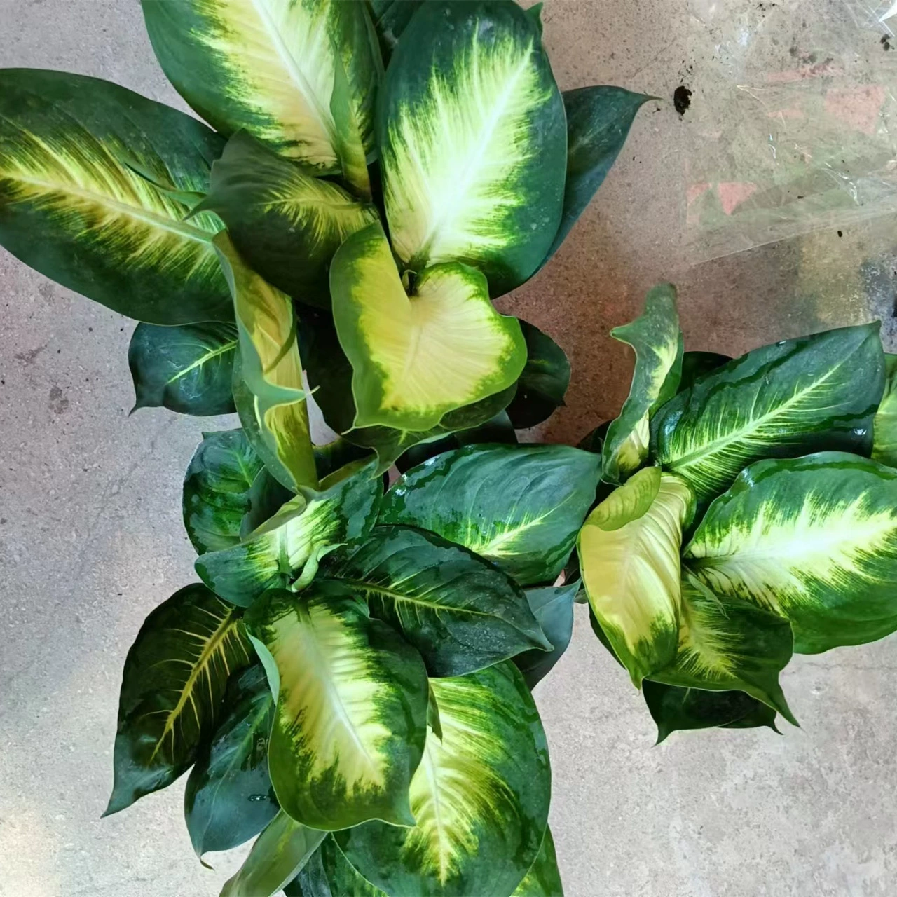 180 # Marianne Горшечное крытое зеленое растение золотой бриллиант вечнозеленый цветочный оттенок