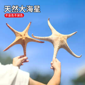 天然海星大霸王海星摄影道具小礼物家居地台贴墙装饰品创意摆件
