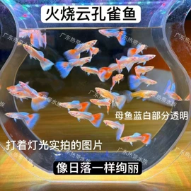 猫猫食具;花盆容器;猫猫包、箱
