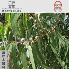 蓝胶尤加利桉叶油樟树澳洲尤加利香薰芳香植物精油源头厂家批发
