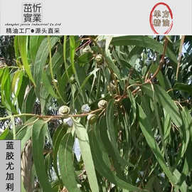 蓝胶尤加利桉叶油樟树澳洲尤加利香薰芳香植物精油源头厂家批发