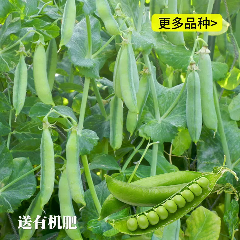 Редкие сладкие хрустящие семена гороха, семена гороха долговечности, красно-золотой крючок, семена овощей с золотым крючком, семена четырехсезонных бобовых.