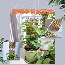 水苔柱可拼接半圆透明蔓绿绒绿萝攀爬花架花盆苔藓棒龟背竹支撑杆