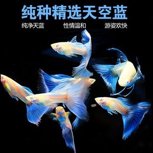 ��ȸ�~�Ꭷ�~С���^�p�~��ȸ�~�Pβ�~���{����{��ȸ�~̥���~�羳