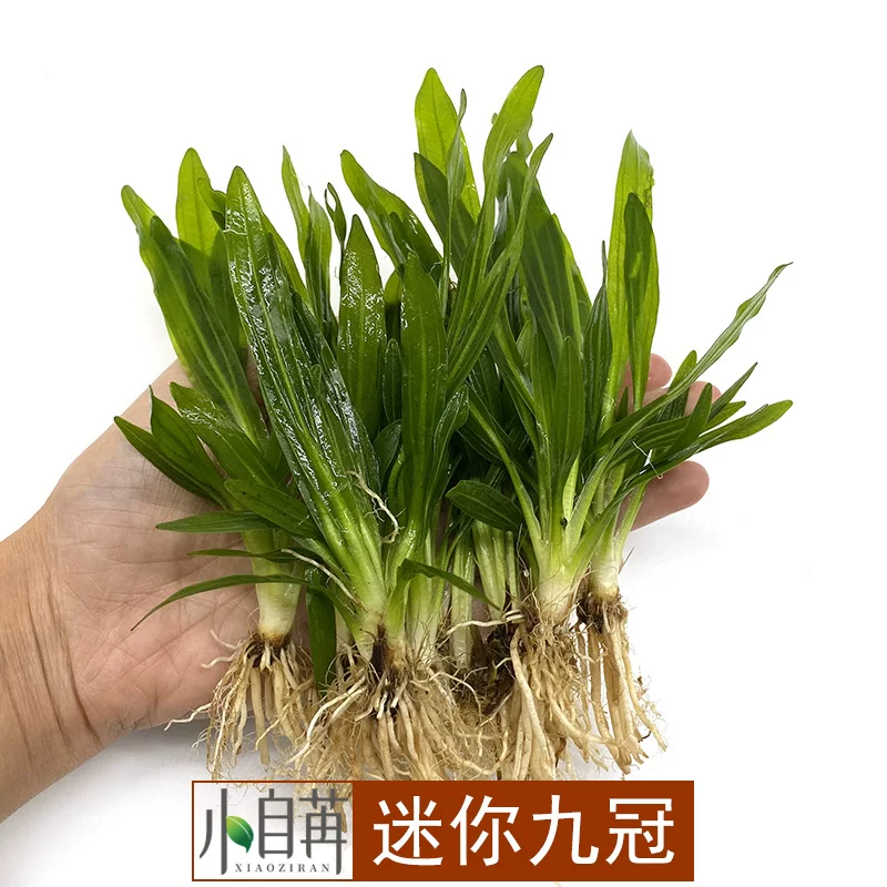 Мини-Корона Нинь Грин Nine Crown Nine Crown Nine Crown Истинная водная макро живые касторы оптовый аквариумный ландшафт морской