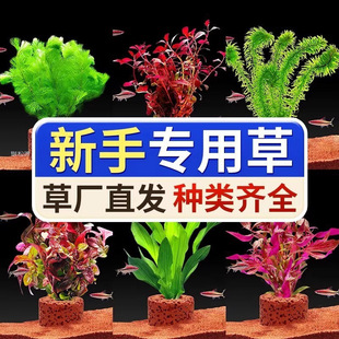 Special Fish Tank Landscaping Ornaments for Aquatic Plants, Hydroponic Plants, Centipede Oxygenation Volcanic Stones, Full Set of Water Real Plants