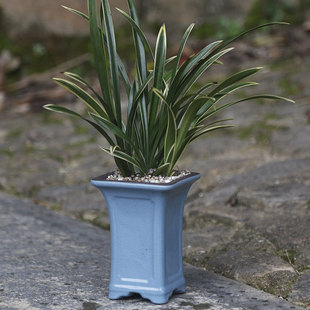 �մɶ��⻨��Gֲ��������m���؟����L͸�ℓ���k���������Ի���