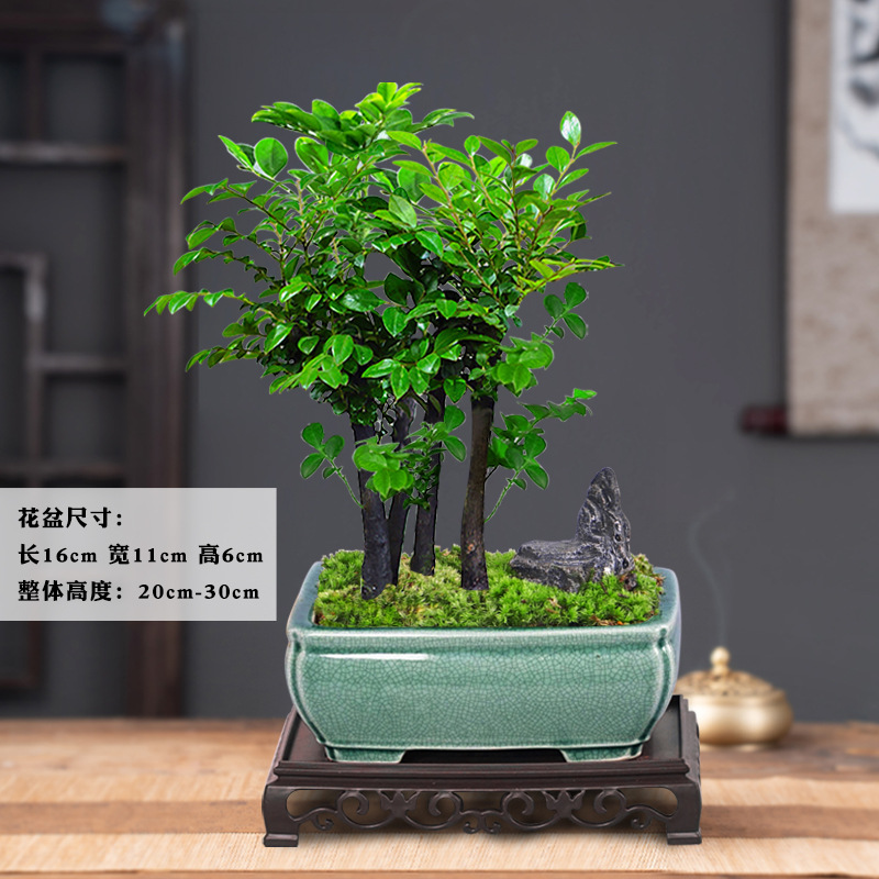 로즈우드 여러 그루 + 1496 빅 그린 아이스 + 베이스