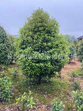 月月桂花树 月月桂花树品牌 图片 价格 月月桂花树批发 阿里巴巴