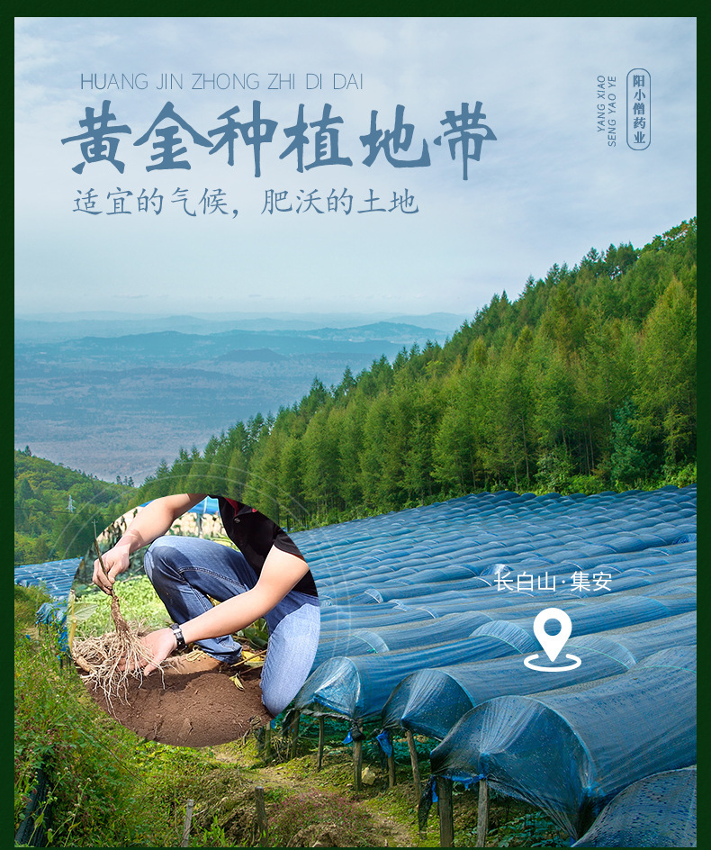 Dried Changbai Mountain Ginseng Whole Root Sun-Dried Ren Shen 500g Box Traditional Tonic for Elders overview