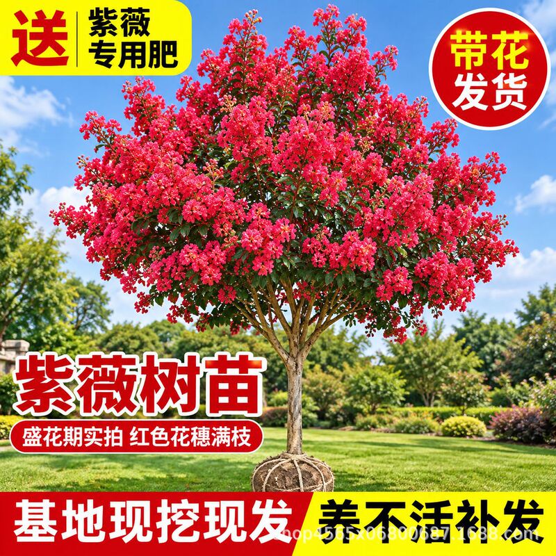 Purple Rose Tree Seedlings, Red-Flowered'Bai Ri Hong','American Red Rocket' with Soil Balls, for Garden and Villa Landscaping, Flowering in the Same Year, Project Seedlings Purple Rose Tree Seedlings, Red-Flowered'Bai Ri Hong','American Red Rocket' with Soil Balls, for Garden and Villa Landscaping, Flowering in the Same Year, Project Seedlings