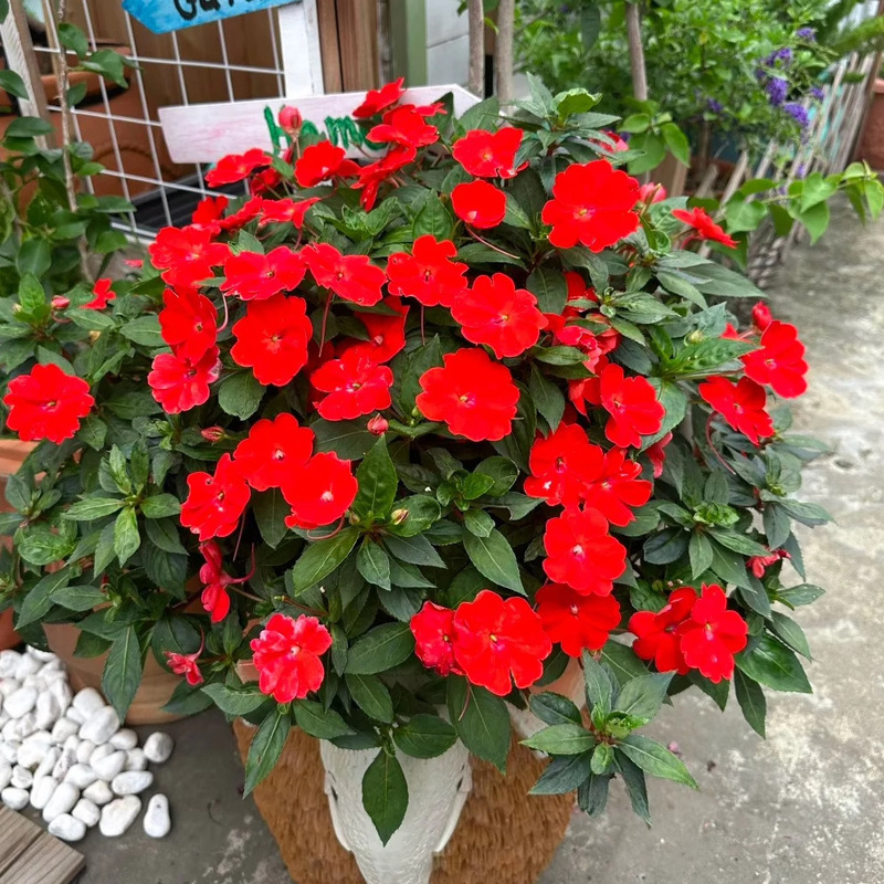 Impatiens Potted with Buds Courtyard Balcony Lawn Flower Plants Nail Flowers Super Mulberry Seedlings
