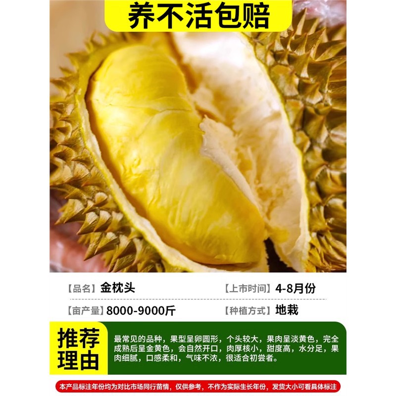 [잎이 있는 미세상품] (6년근 모종) 태국-황금베개 두리안/양성보상보장+81cm(포함)-110cm(포함)