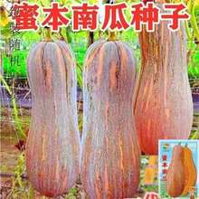 �����ϹϷN�ӳ��𳬷��������Ϲ�������߮a��Ŵ�ļ��߲˷N���۱�