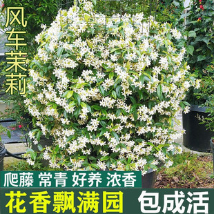 Windmill Jasmine Climbing Vine Potted Silver Jasmine Courtyard Balcony Outdoor Four-Season Green Aromatic Cold-Resistant Climbing Vine