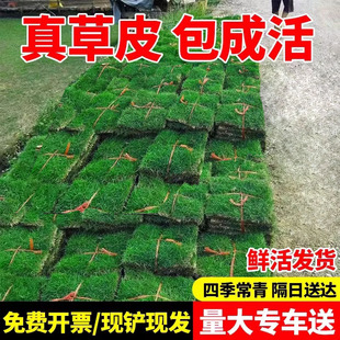 Manila Turf Real Grass House Courtyard Greening All Year Round Green Green Grass Taiwan Grass Real Lawn with Mud Grass Roll