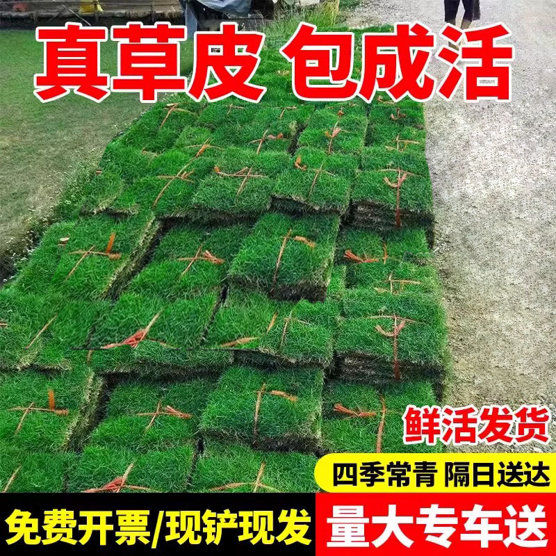 马尼拉草皮真草别墅庭院绿化四季青果岭草台湾草真草坪带泥草卷
