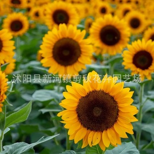 Sunflower Seeds Ornamental Edible Sunflower Oil Sunflower Mini Teddy Bear Seeds Indoor and Outdoor Balcony Potted Plants
