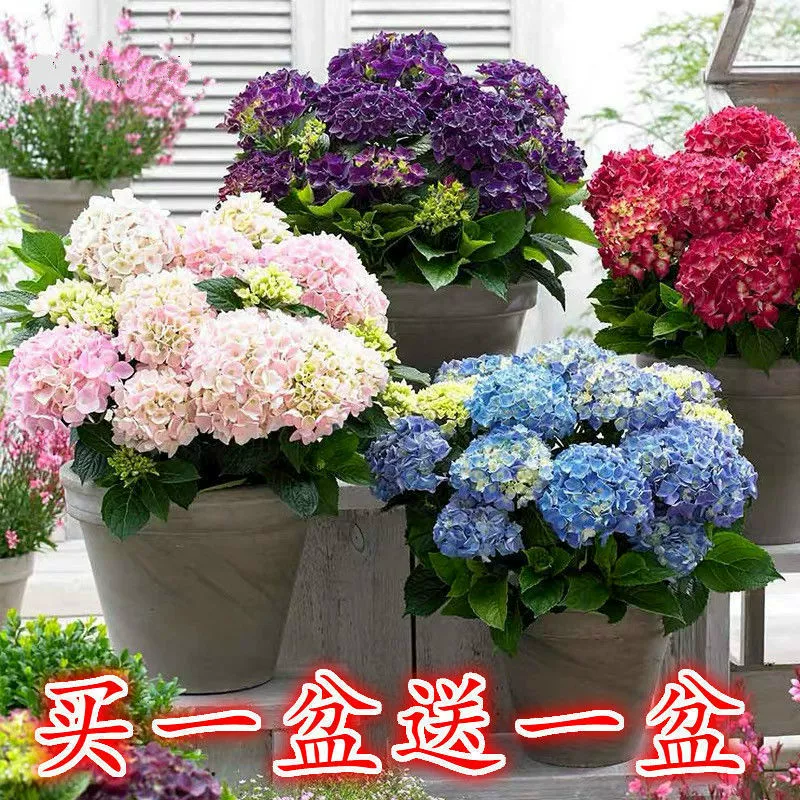 База Гортензия Горшечное растение с цветочными бутонами Четыре сезона цветение бесконечное Лето старый ворс Большой Цветок Цветущие Комнатные цветы года