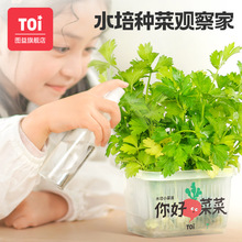 TOI图益你好菜菜水培种植观察儿童阳光种植科学小实验儿童观察盒3