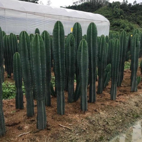 仙人柱 量天尺 仙人掌 无刺天轮柱 室内盆栽植物 抗防辐射 将军柱