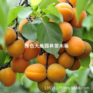 ��Ʒ�N�Ә����޽������Ә��������ͥԺ�Nֲ�����ϱ����������