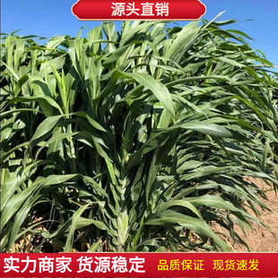 ���ݷN���ϱ����ʹ���ʿ�������������ţ���~�ѷN�Ӻ�����