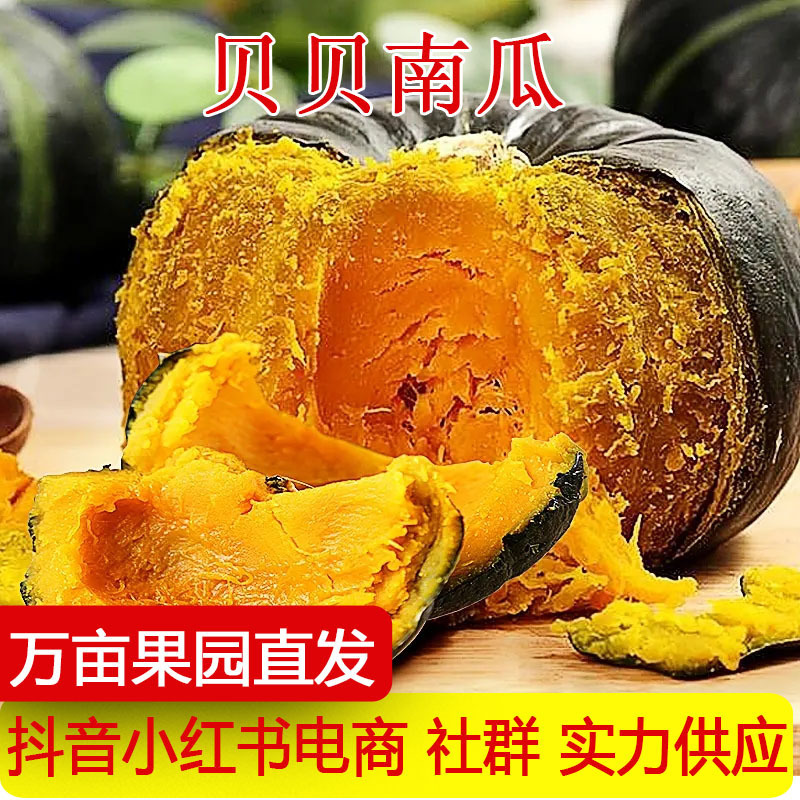 Directly Shipped from the Place of Origin, Beibei Pumpkin Powder, Soft and Glutinous Mini Pumpkin, Baby Food Supplement, Small Pumpkin, Fresh Chestnut Flavor, One-Piece Drop Shipping Directly Shipped from the Place of Origin, Beibei Pumpkin Powder, Soft and Glutinous Mini Pumpkin, Baby Food Supplement, Small Pumpkin, Fresh Chestnut Flavor, One-Piece Drop Shipping