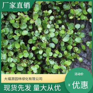 [Base Wholesale] Chiba Orchid Potted Flower Seedlings Chlorophytum Leaf Viewing Plants Perennial Hanging Green Plants Four Seasons
