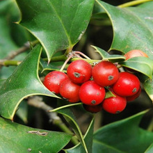 新采批发枸骨种子价格构骨种子绿化林木枸骨种子量大优惠欢迎选购