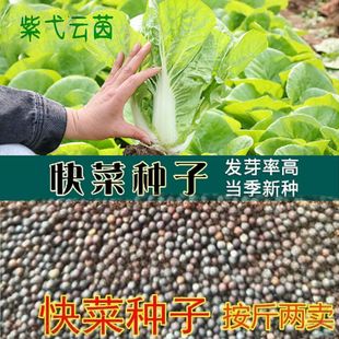 �ļ����ɢ�b�N���r��˵طNֲ�����w�S���͝��ͺ��ײ˿�˰����u