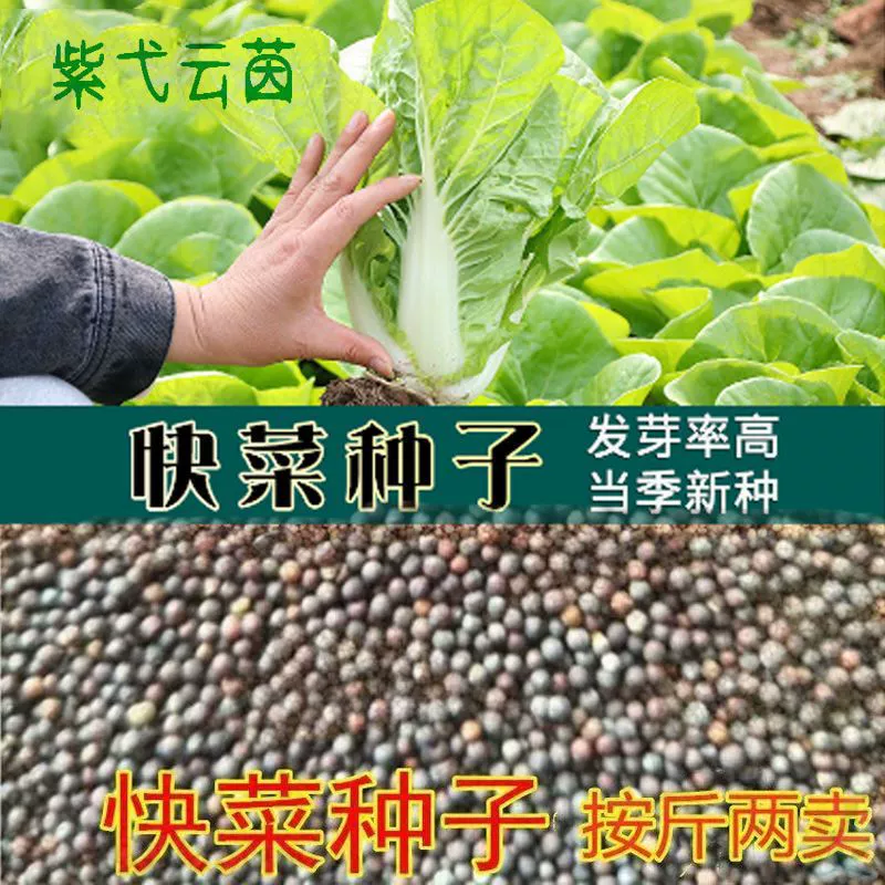 Четыре сезона фаст-фуд Семена оптом сельскохозяйственные угодья овощная посадка раннее созревание волокна менее влагостойкая морозостойкая капуста фаст-фуд продается фунтами