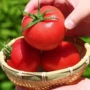 泾阳陕西新鲜水果蔬菜