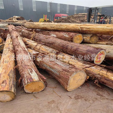 日本桧木原木 日本桧木板材 日本桧木适用于实木家具 雕刻工艺品