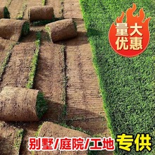 真草坪带泥草卷别墅小区花园绿化免修剪马尼拉草皮四季常青绿植物