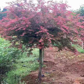 露地园林植物红枫树日本红枫湿地绿化盆栽