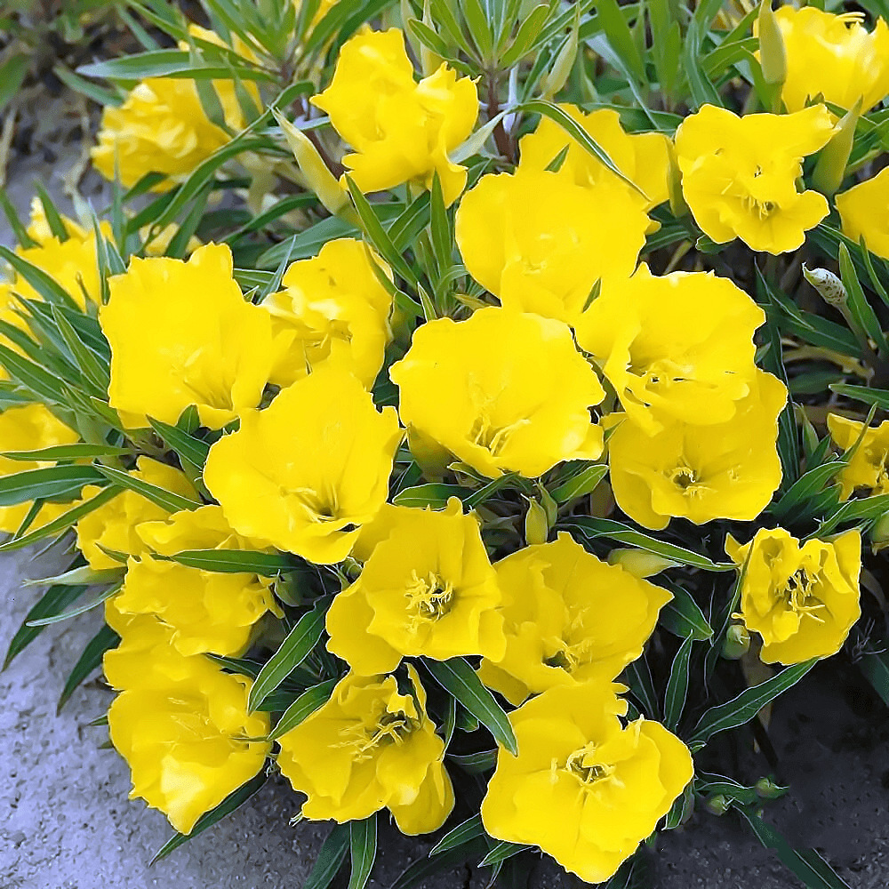Semillas de flores, plantas en macetas, balcón, jardín, margarita, girasol, lavanda, pétalos dobles, semillas de girasol