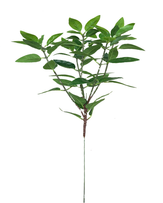 橄榄叶五叉枝62叶 (5).jpg