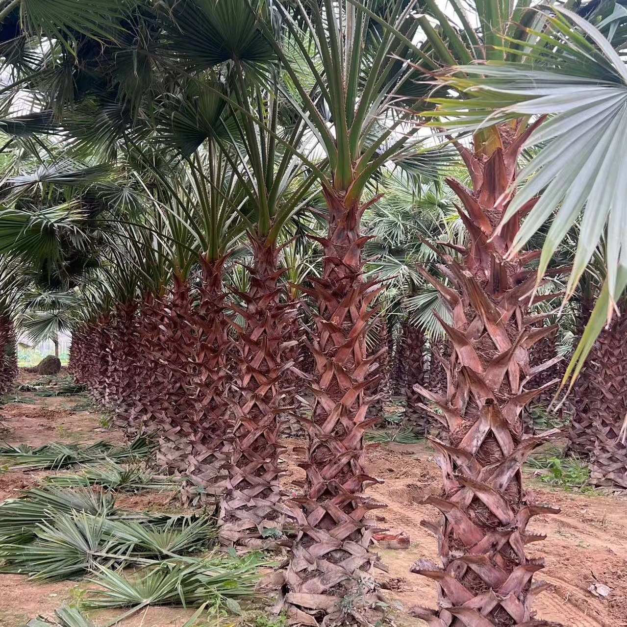 四川老人葵报价 福建老人葵移植 江西老人葵报价