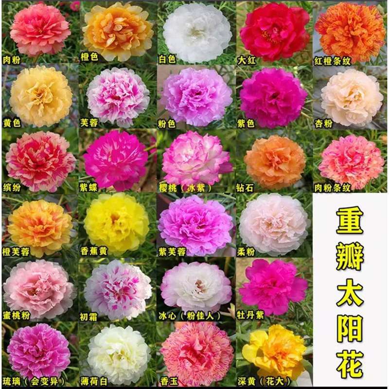 Double-Flowered Sunflower Seedlings with Buds, Mixed-Color Root Plants, Potted Green Plants and Florals, Easy to Bloom and Sun-Resistant Double-Flowered Sunflower Seedlings with Buds, Mixed-Color Root Plants, Potted Green Plants and Florals, Easy to Bloom and Sun-Resistant