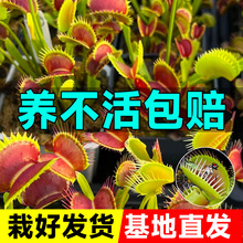 ��ω��ʳ�x��ʳ�˻���òݲ��ò�ʳ�òݳ���̖���x��Ȥζ��������