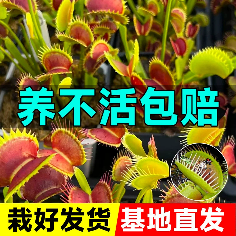 Ловушка для мух, хищное растение, растение, отпугивающее комаров, растение, ловящее комаров, растение, съедающее комаров, очень большое растение, ловящее насекомых, забавное настольное растение в горшке