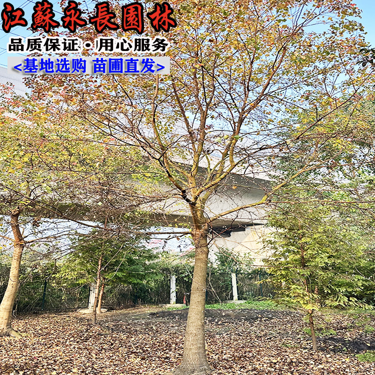 供应乌桕红叶乌桕树工程绿化苗木行道风景树单杆乌桕树苗规格齐