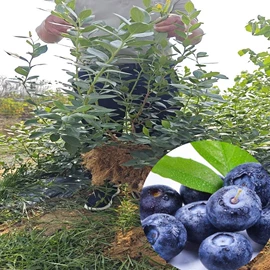 园林果树;乔木;灌木