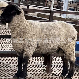 纯种萨福克种羊 萨寒杂交改良绵羊价格羊苗价格黑头萨福克小羊羔