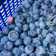 【新品种蓝莓鲜果系列新鲜颗颗大果孕妇宝宝辅食护眼蓝梅水果其他