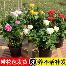 玫瑰花苗带花苞特大花月季花卉植物室内果汁阳台鲜花盆栽四季开花