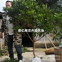 ÷޽Ӗ|̿÷玧ͥԺϷNֲ÷