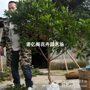 ��÷�����޽Ӗ|����̿�����÷������玧��ͥԺ�ϷNֲ��÷���