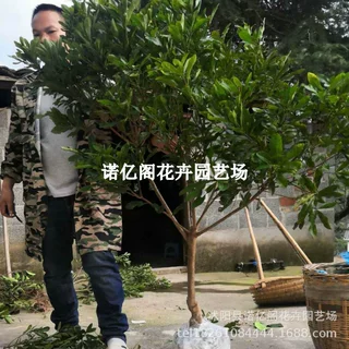 杨梅树树苗嫁接东魁黑炭早熟杨梅苗果树苗带土庭院南种植乌梅大果